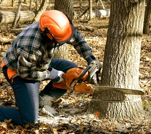 Tree Removal in Woodbury, NJ